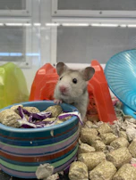 A clear acrylic hamster cage with cozy bedding and playful hamster inside, set against a dark background.