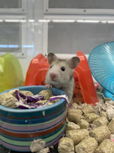A curious hamster exploring a colorful maze of tunnels.