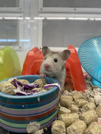 A modern acrylic hamster cage with clear panels and cozy interior accessories.