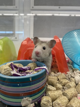 A cute hamster is peering out from behind a colorful ceramic bowl filled with food pellets and purple cabbage. The hamster is inside a cage equipped with a bright red hideout and adjacent multicolored accessories, including a green shelter and a blue exercise wheel. The cage environment is enriched with bedding material and various hamster food pieces scattered around.