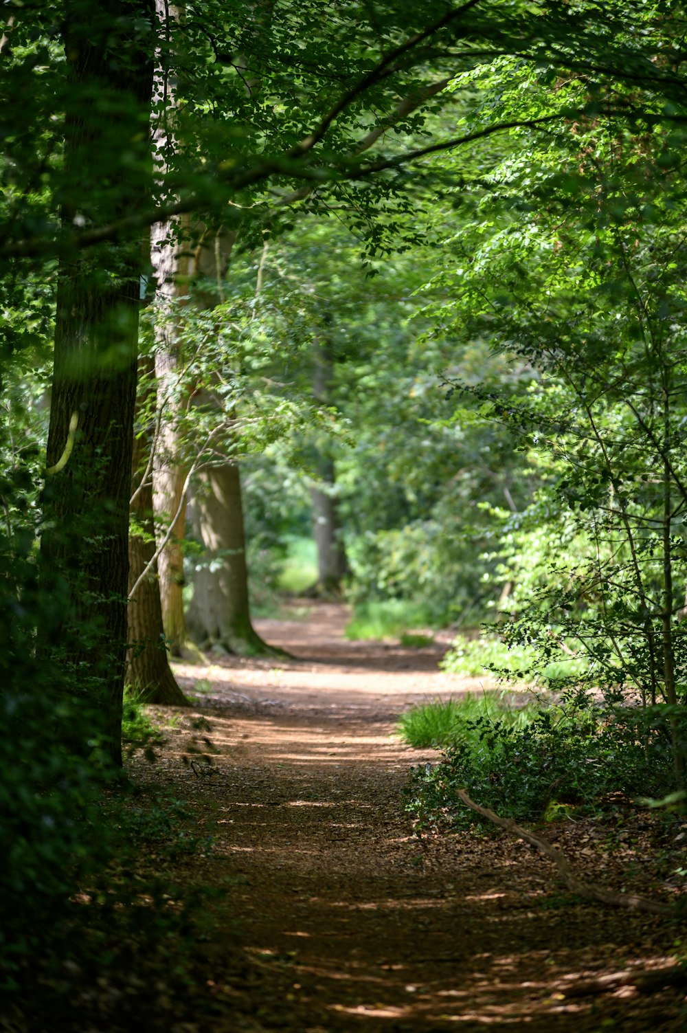 Grüne Bäume und brauner Feldweg