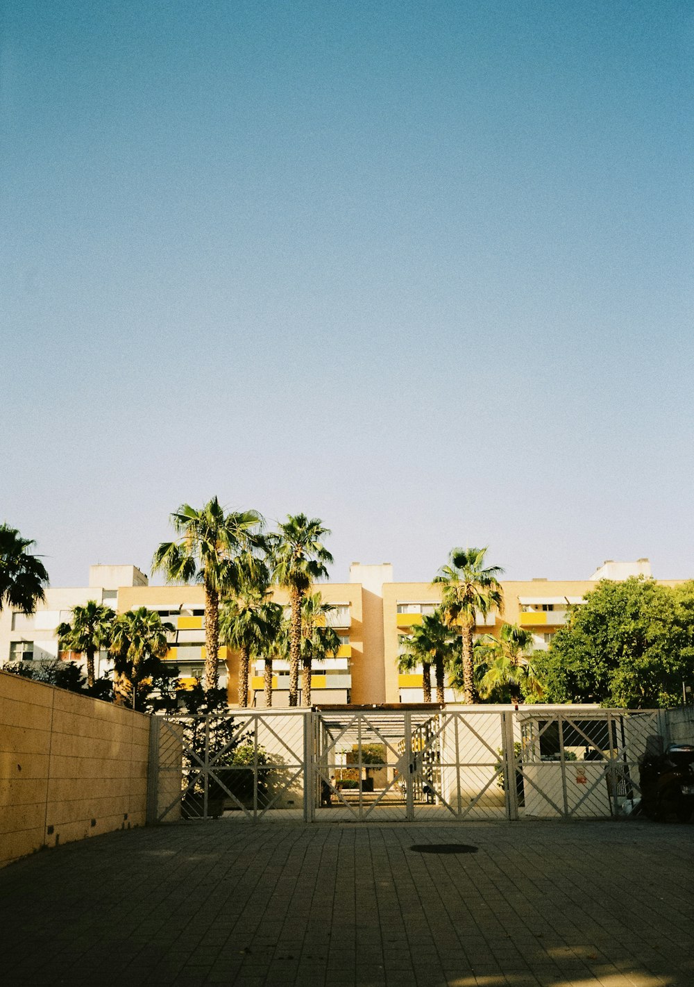 green palm tree near brown concrete building during daytime