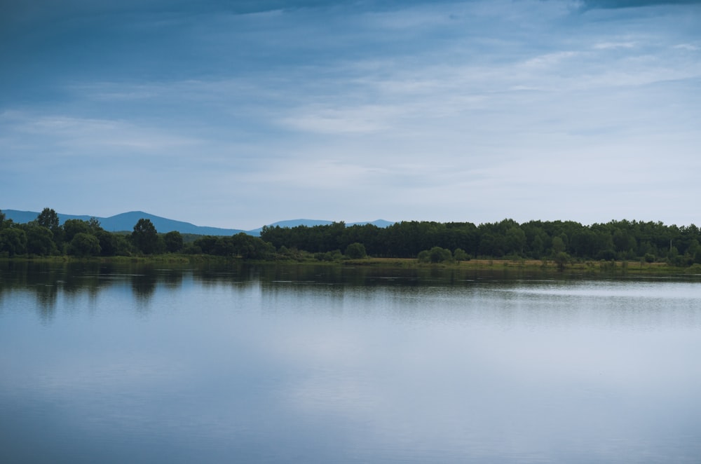 green trees near body of water under blue sky during daytime