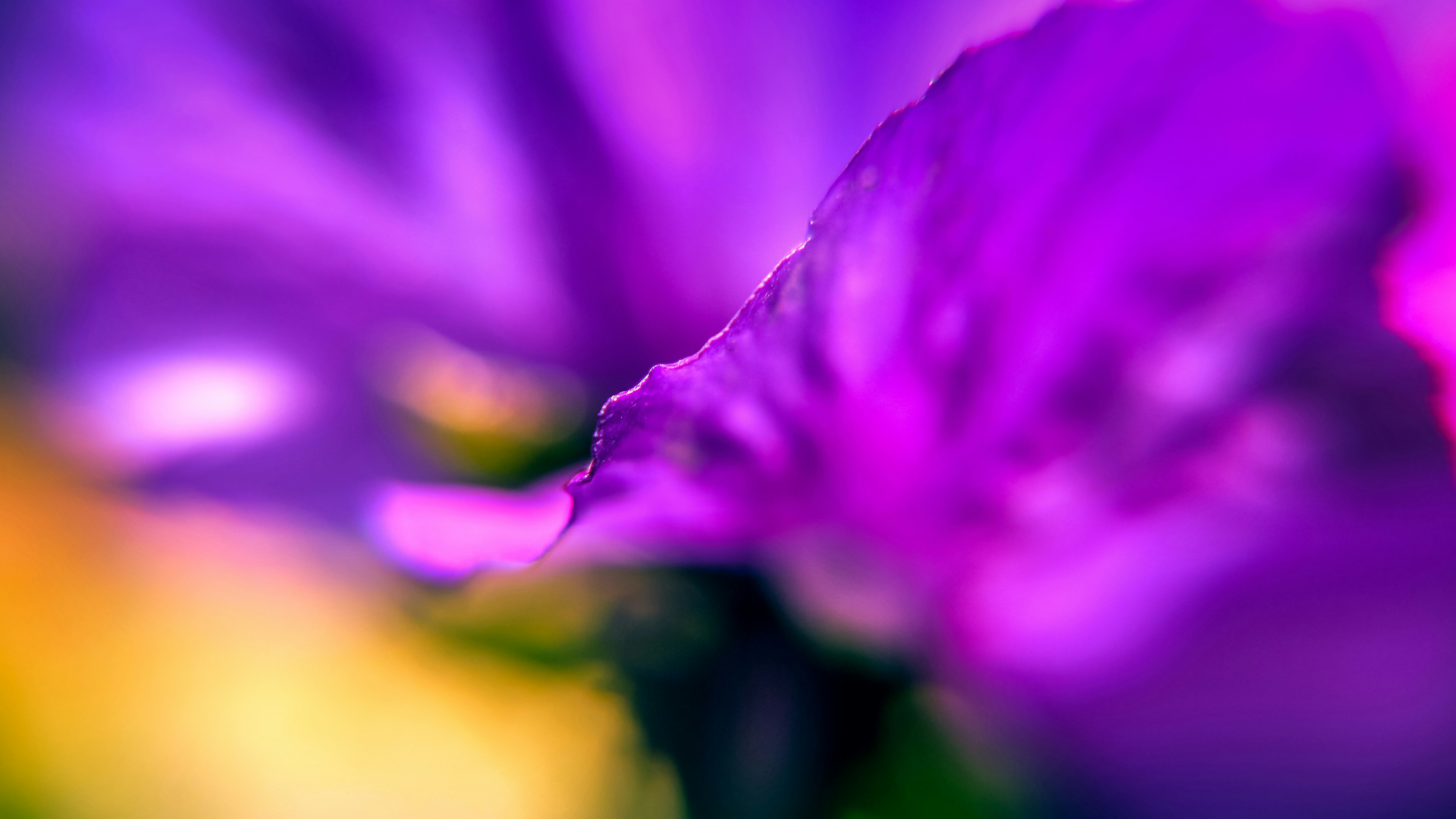 マクロ撮影で紫色の花の写真 Unsplashで見つける上海の無料写真