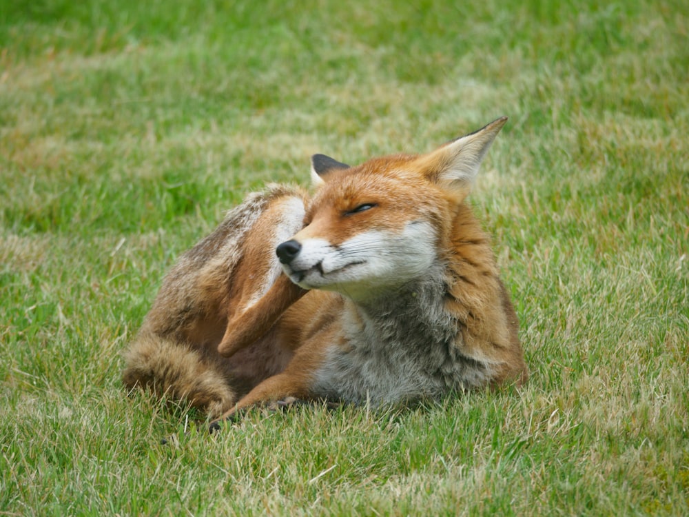 brown and white fox on green grass field during daytime