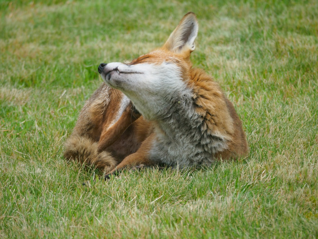 brown and white fox lying on green grass field during daytime