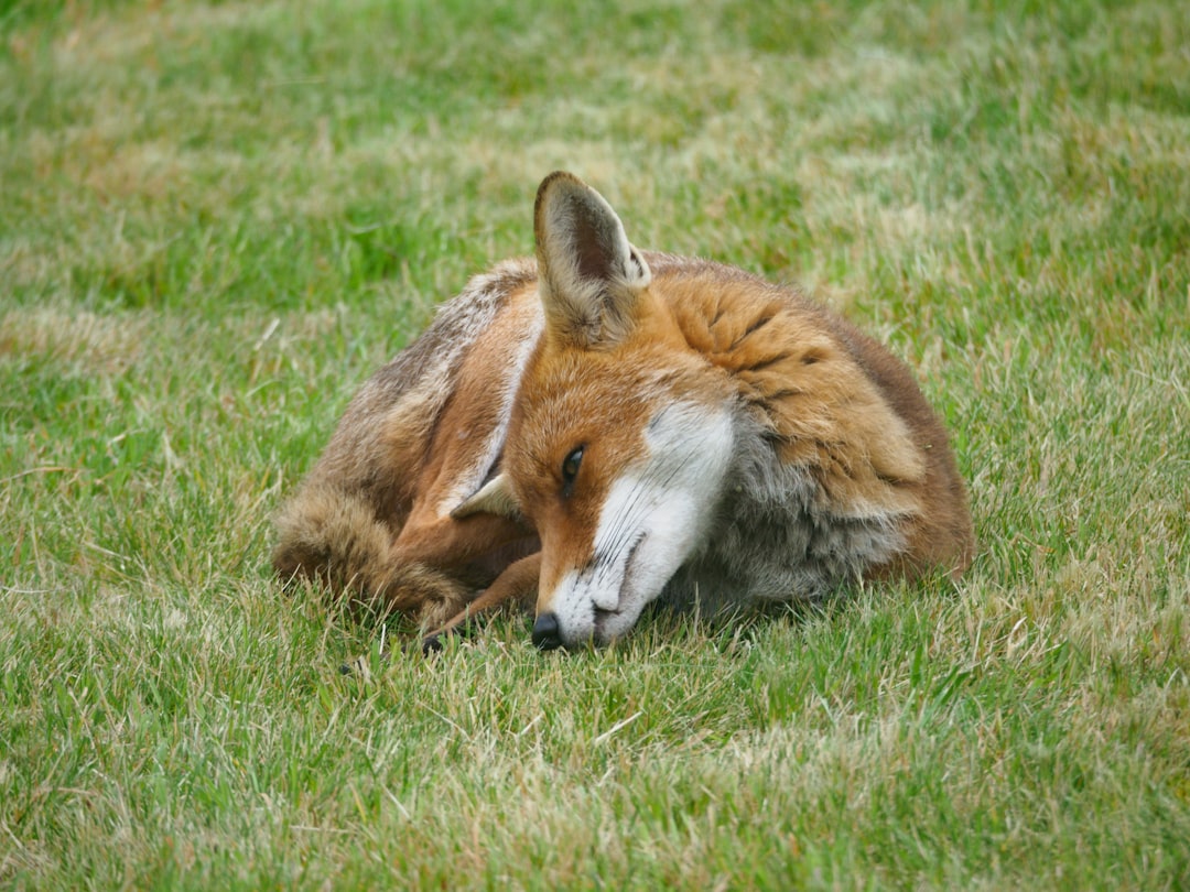 brown fox lying on green grass during daytime