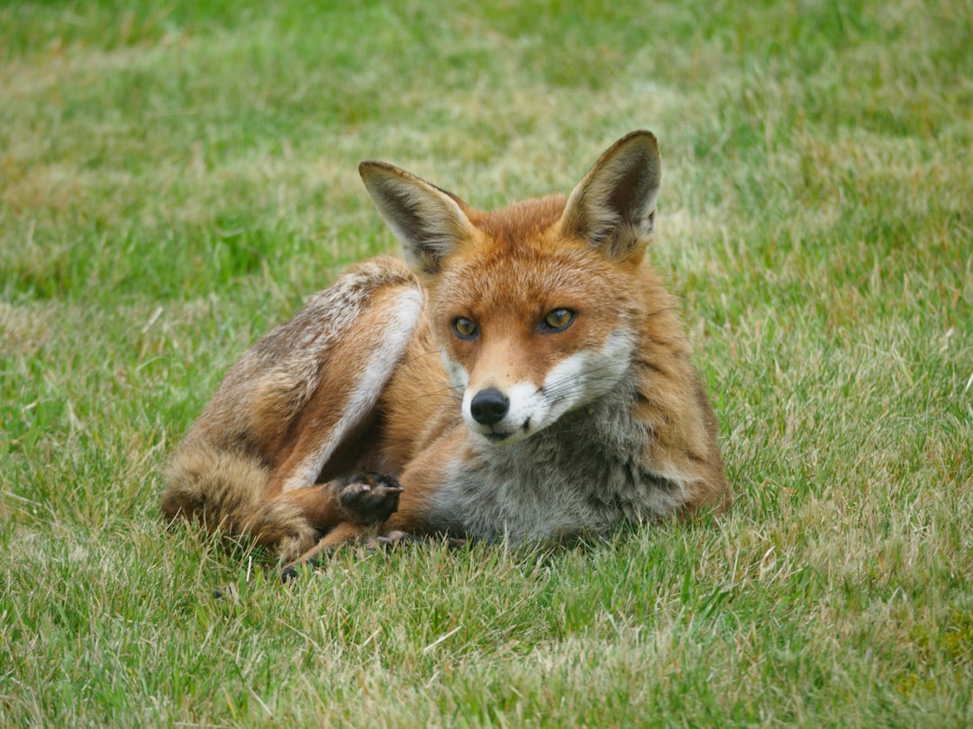 brown fox lying on green grass field during daytime