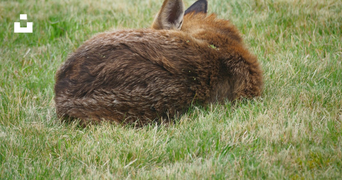 Brown rabbit on green grass field during daytime photo – Free Mammal ...