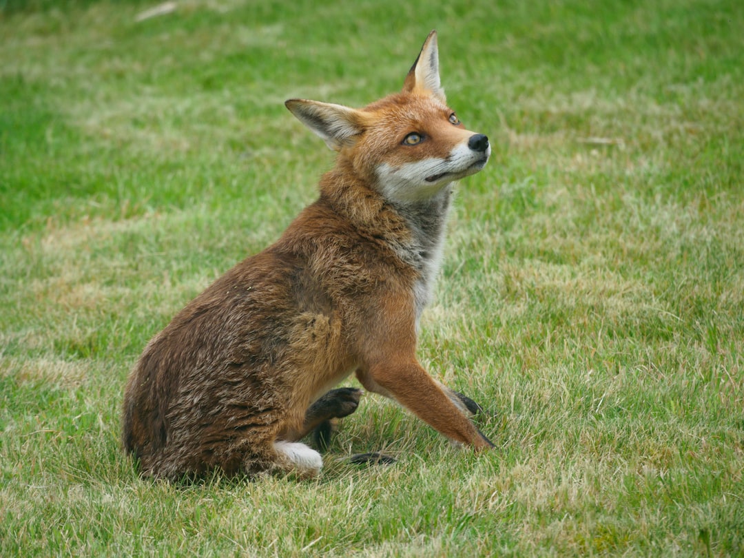 brown and white fox on green grass field during daytime