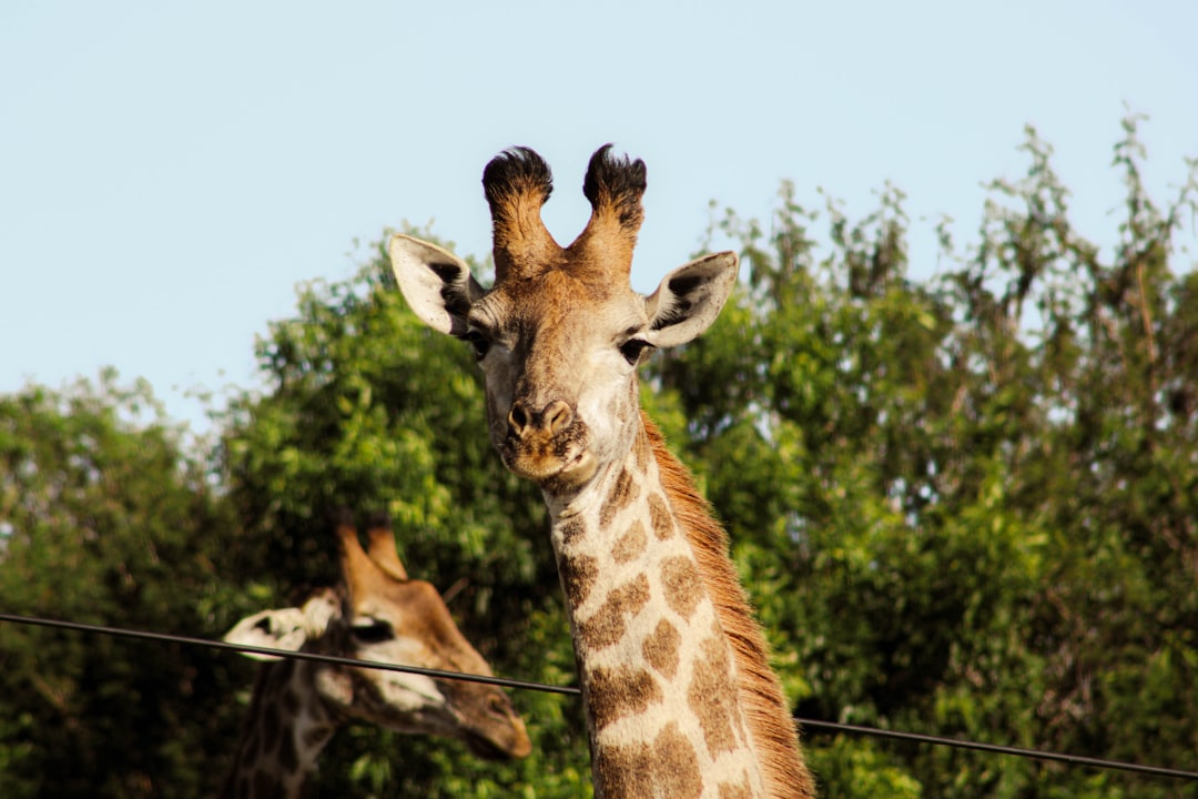 brown giraffe standing near green trees during daytime