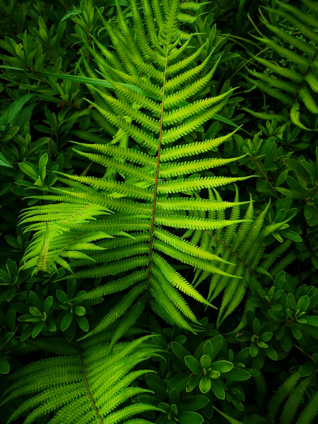 green fern plant in close up photography