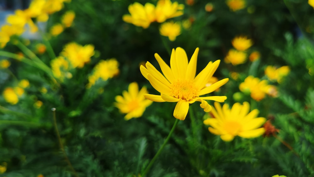 Gelbe Blume in Tilt Shift Linse