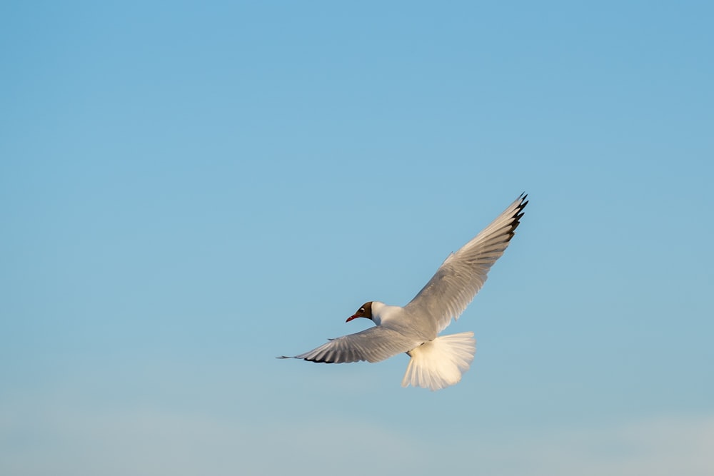 white bird flying during daytime