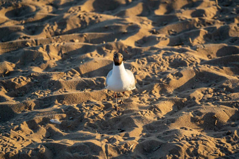 2 white birds on brown sand during daytime