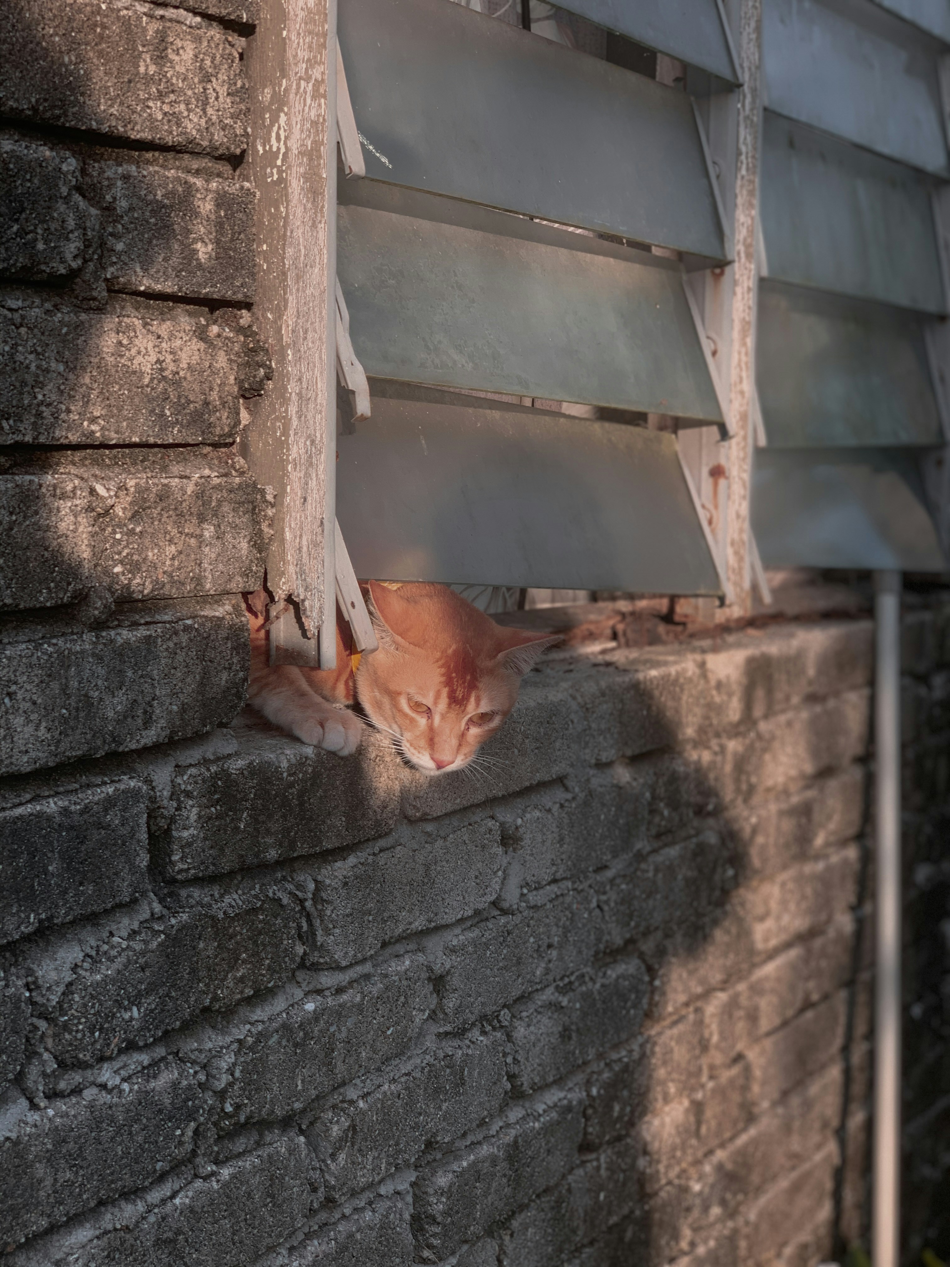 brown short coated dog lying on brown concrete brick wall during daytime