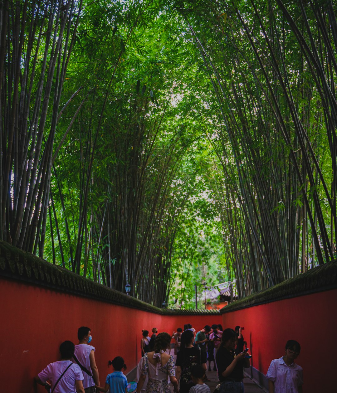 people sitting on red chairs under green trees during daytime