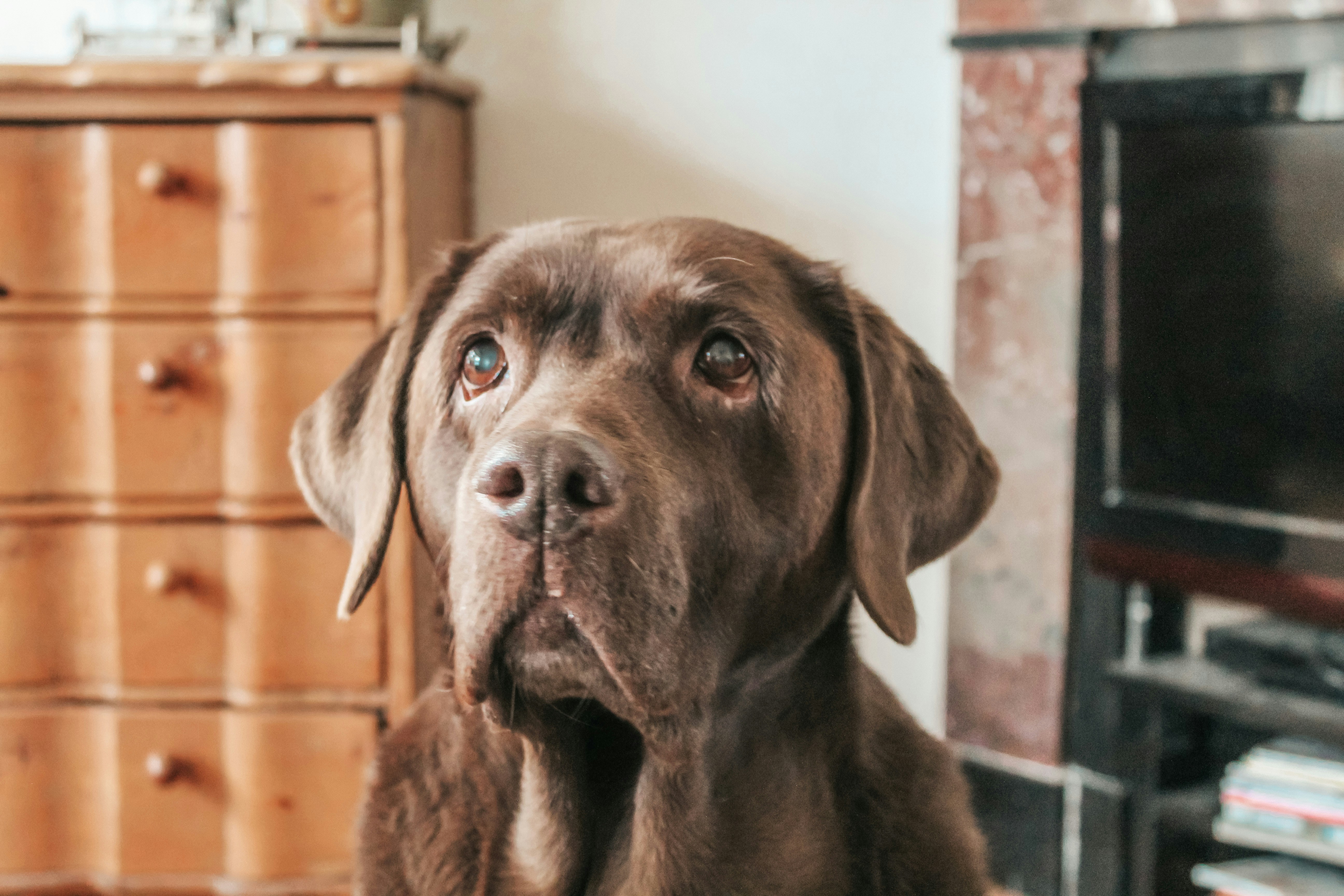 brown short coated dog sitting on brown wooden floor