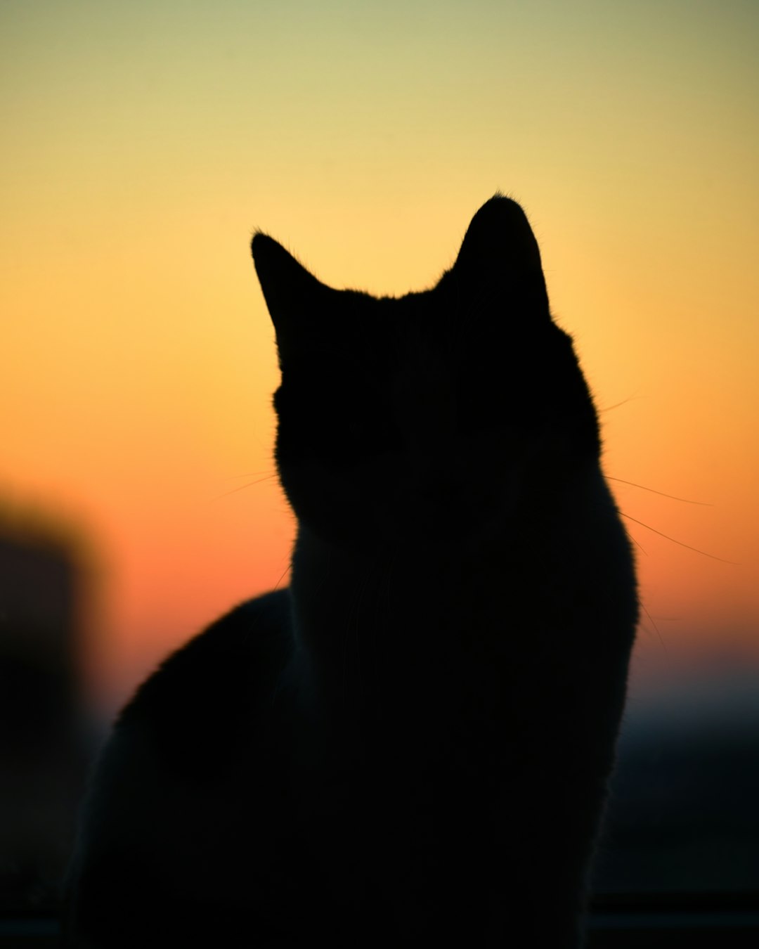 black cat looking at the sky during sunset