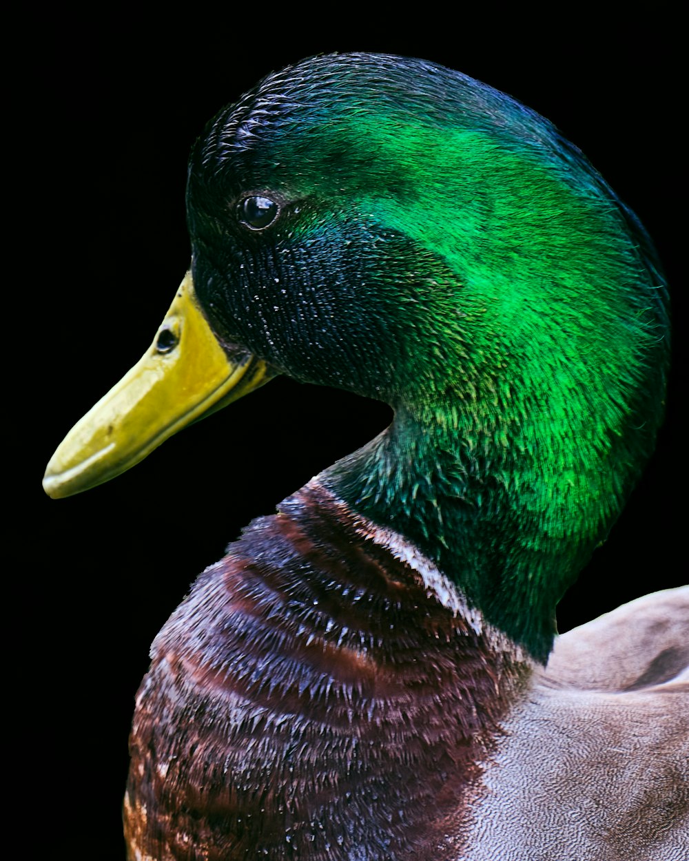 brown and green mallard duck