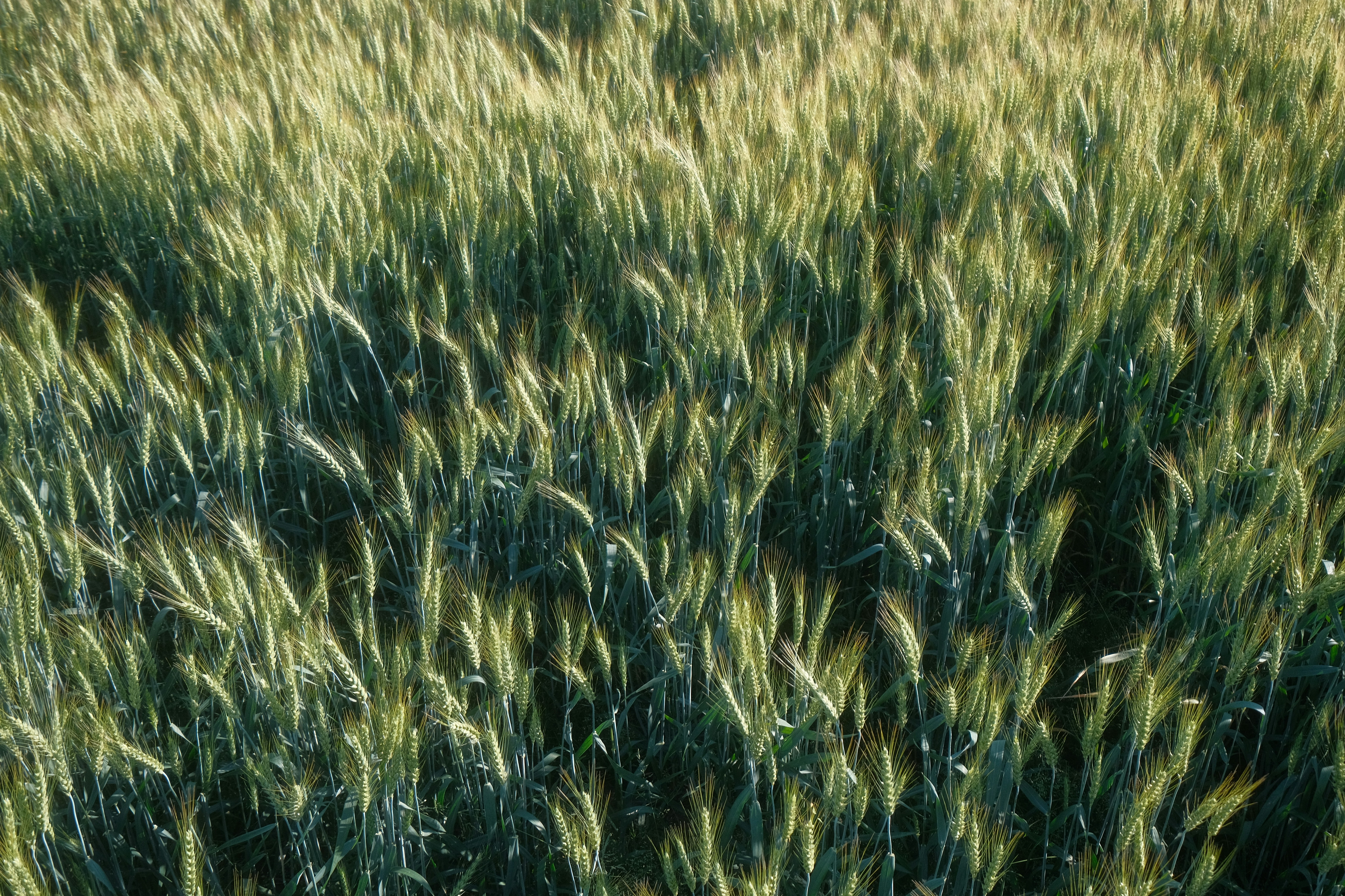 campo de grama verde durante o dia