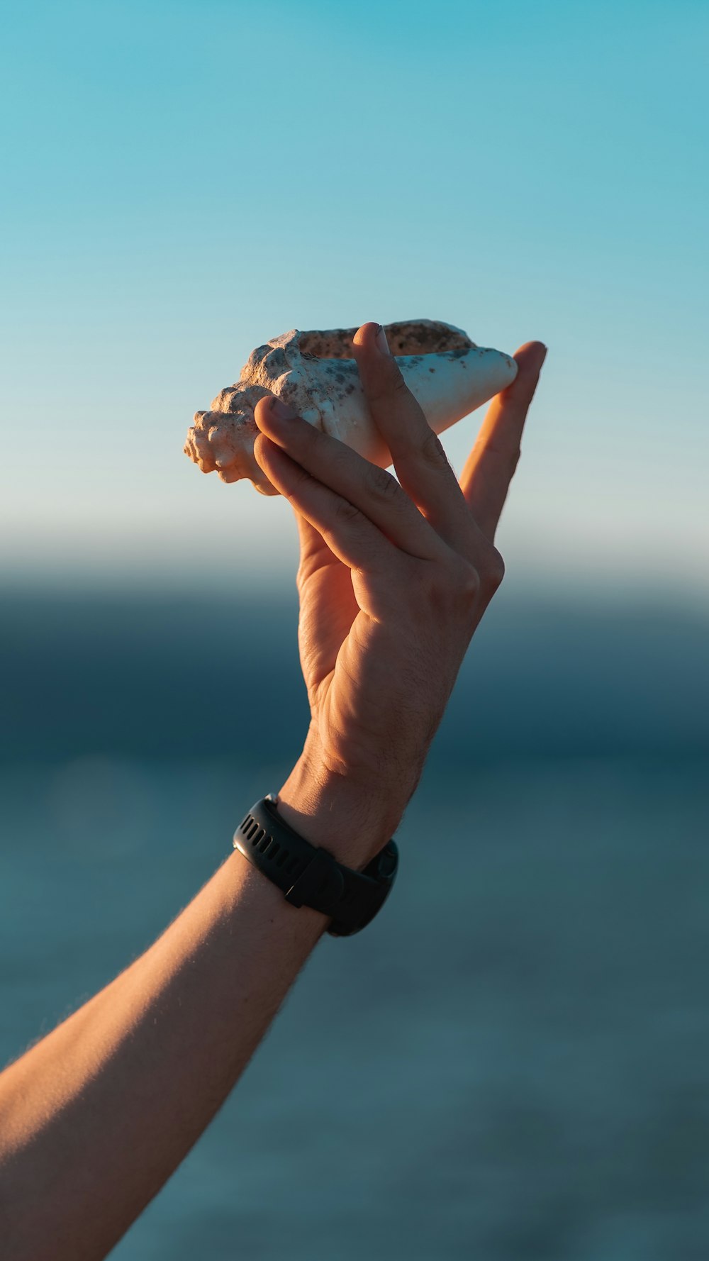 person holding white and brown seashell
