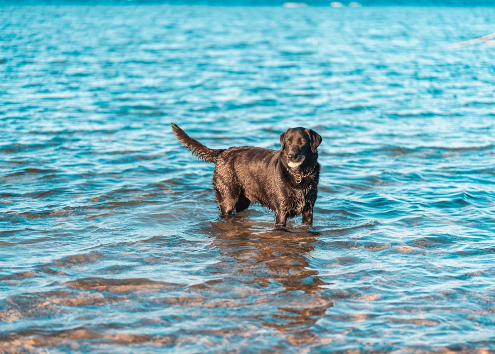 brown short coated dog on water during daytime