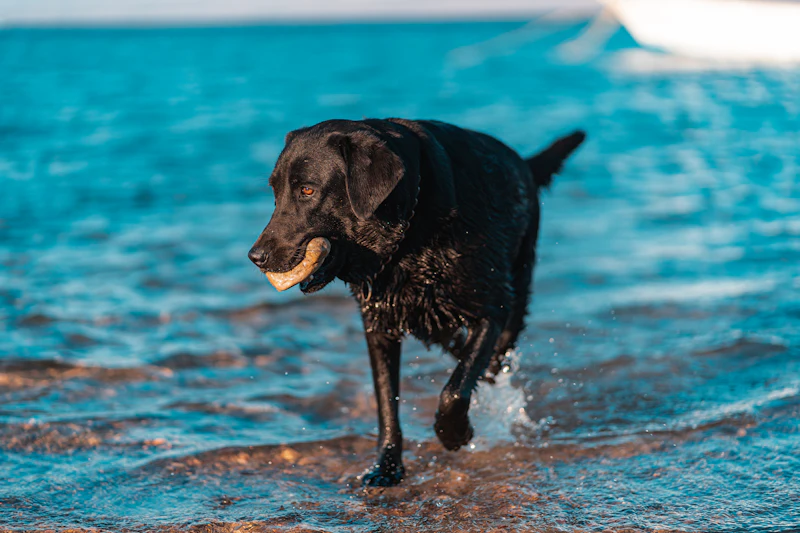 Rip, a black Ridgeline male from the 2023 litter, wading out of the water