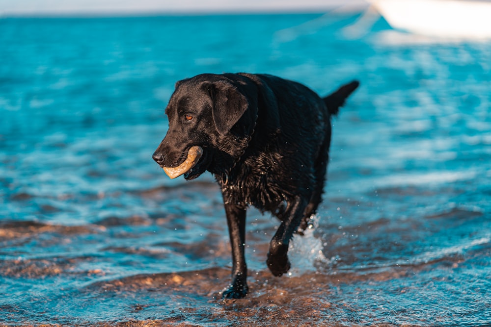 black labrador retriever running on water during daytime