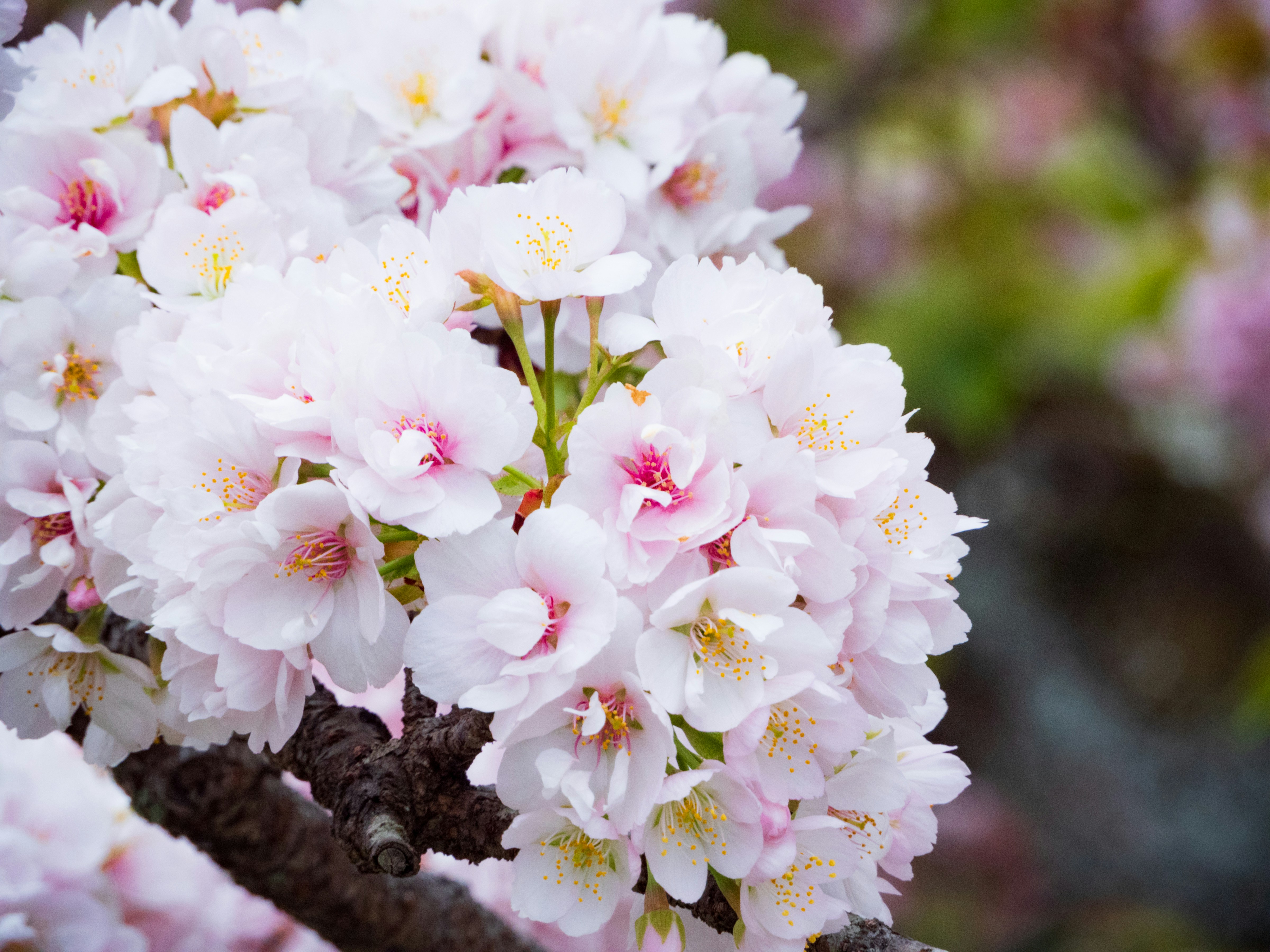 Photo by heppoko_yama