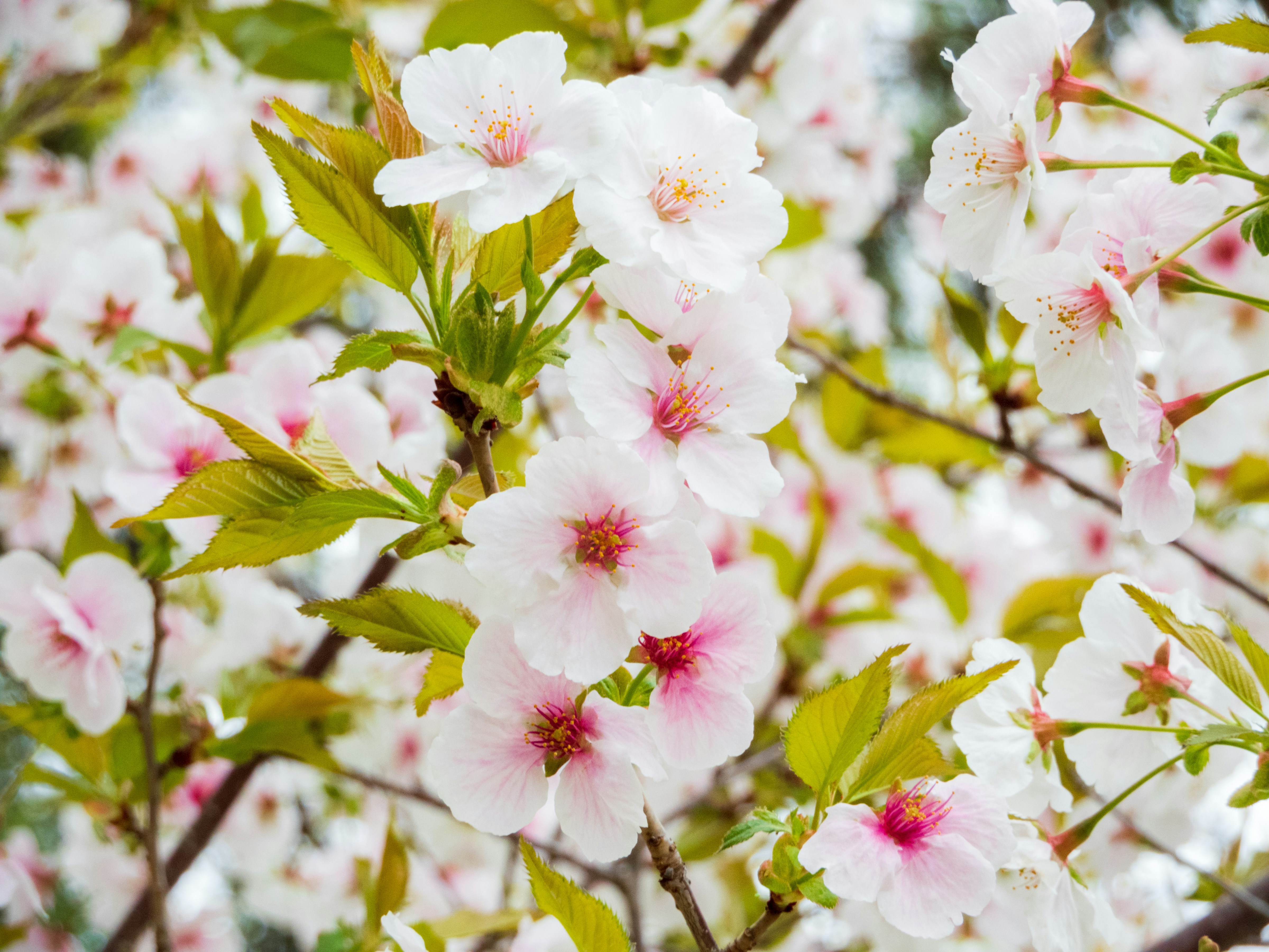 Photo by heppoko_yama