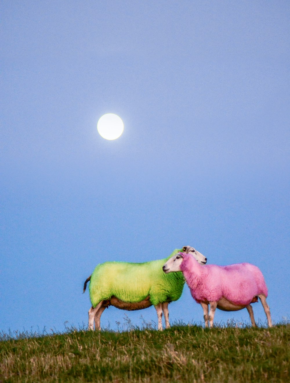 white horse on green grass field during daytime