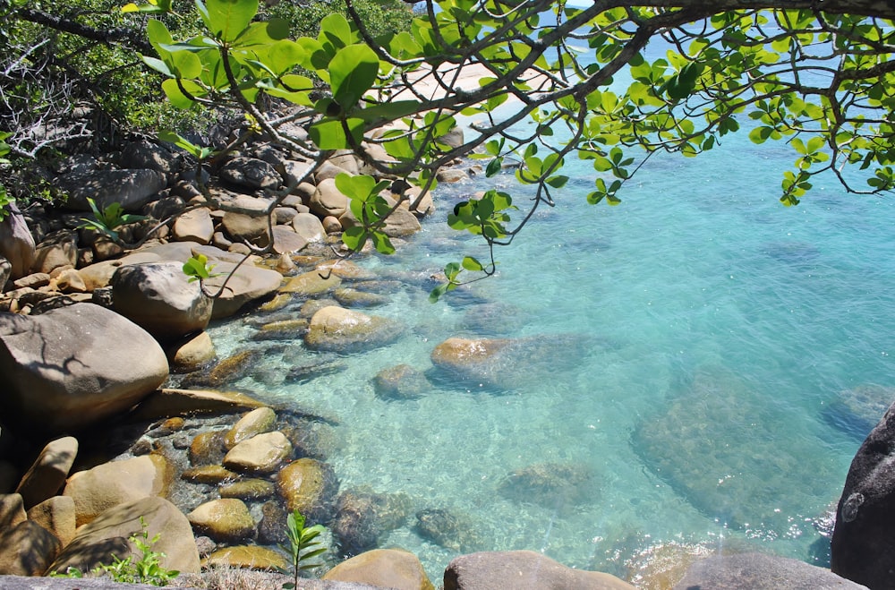 green tree beside body of water during daytime