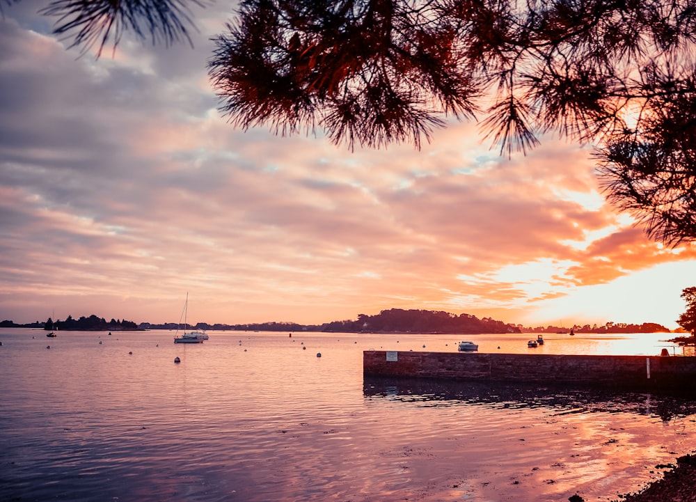 silhouette of trees near body of water during sunset