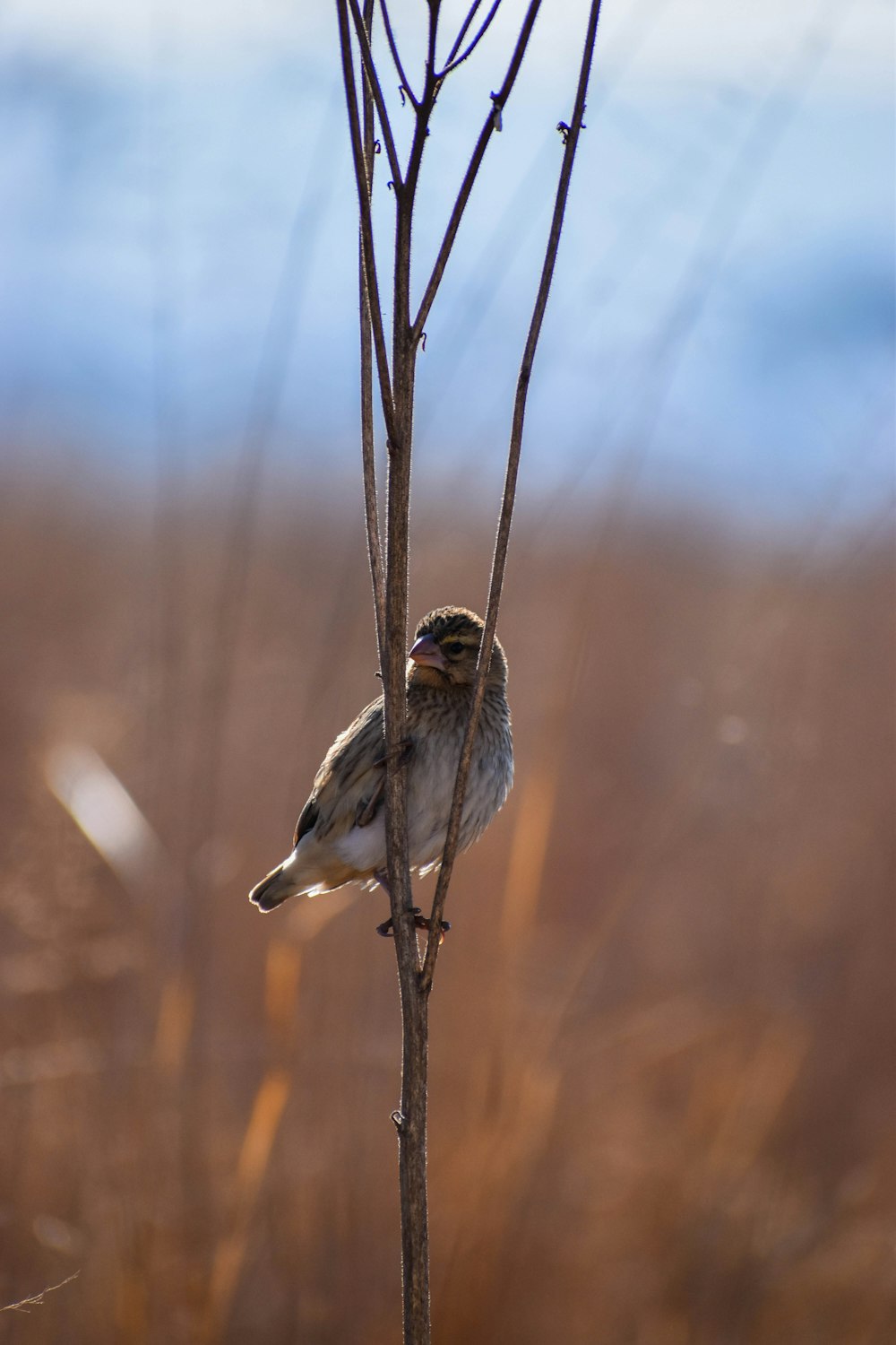 Brauner und weißer Vogel am braunen Ast