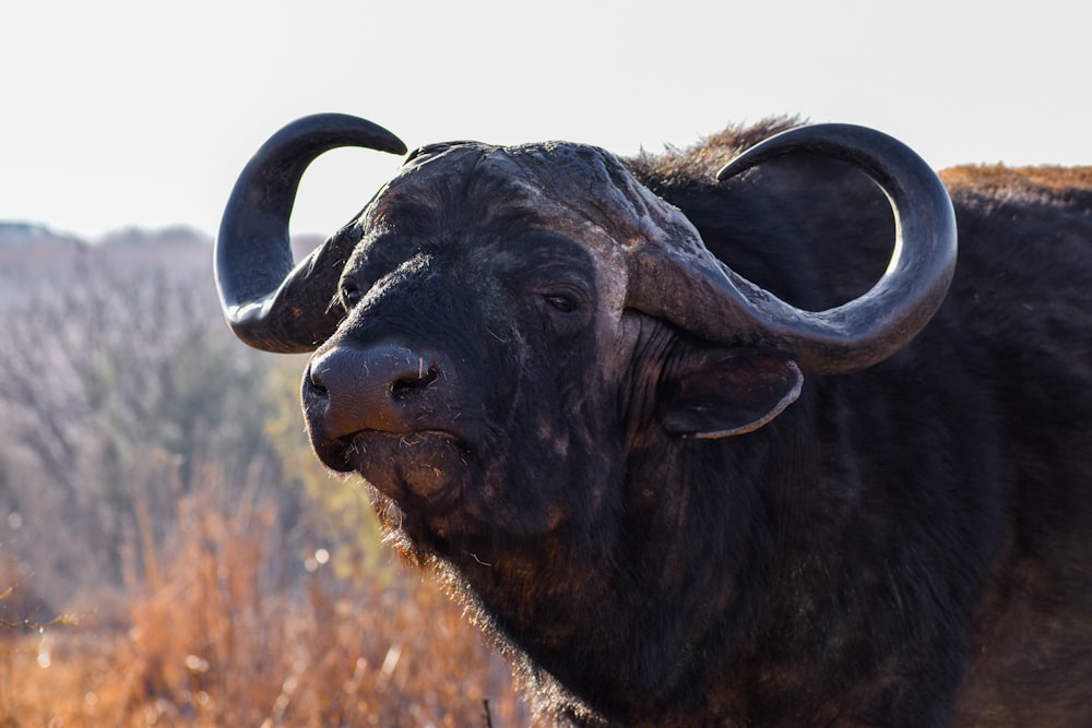 black water buffalo on brown grass field during daytime