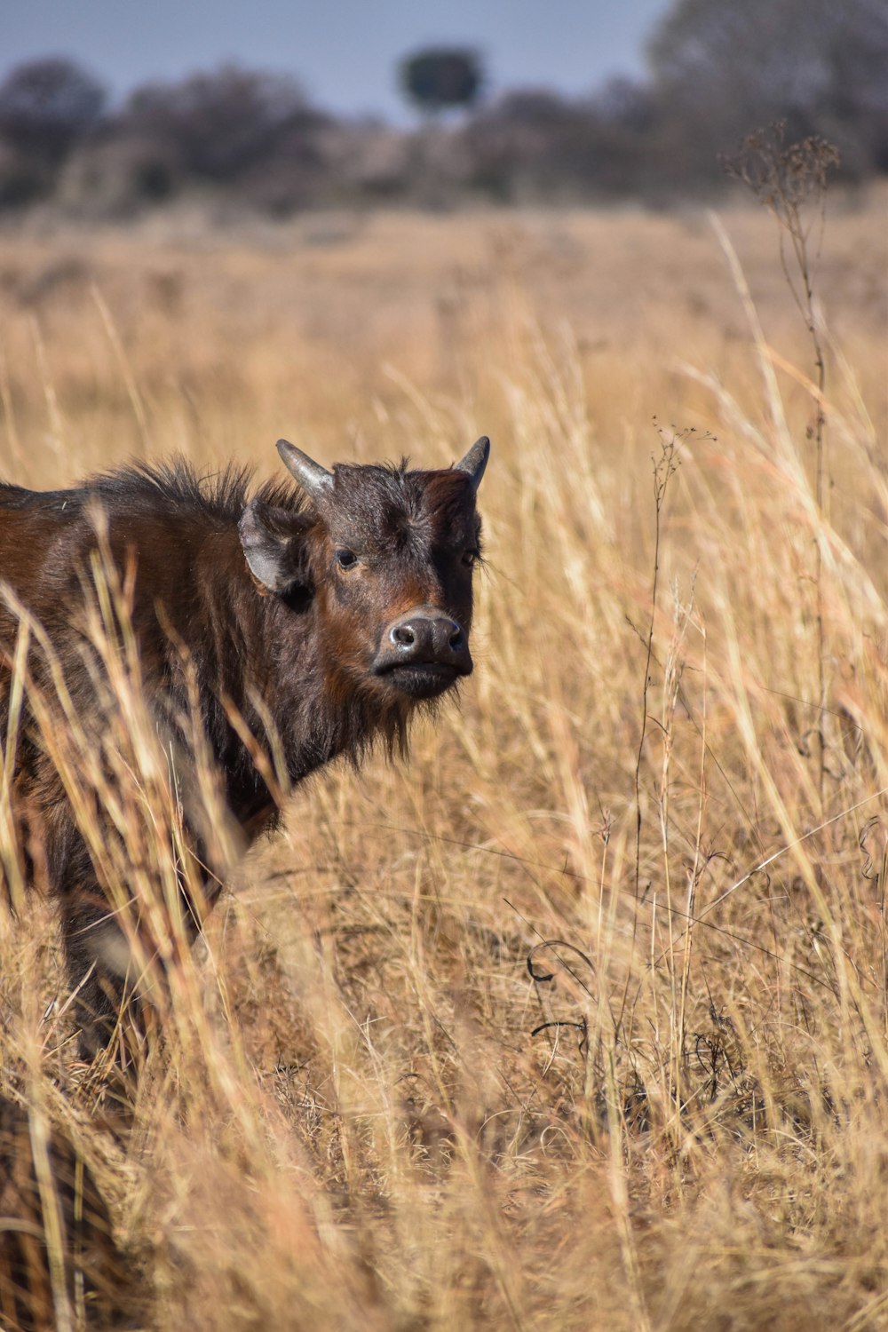 brown and black 4 legged animal on brown grass field during daytime