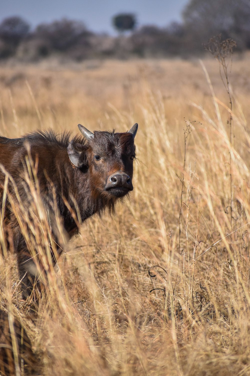 Braunes und schwarzes 4-beiniges Tier auf braunem Grasfeld tagsüber