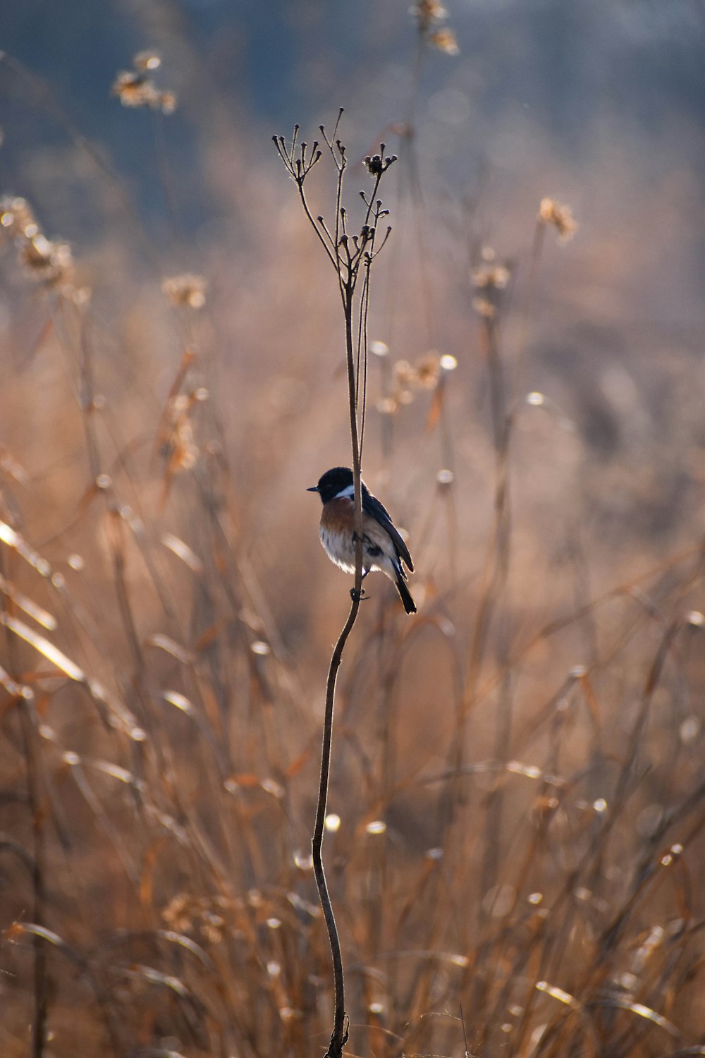 black and white bird on brown tree branch during daytime