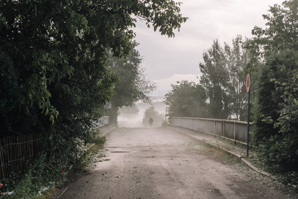 green trees beside gray road