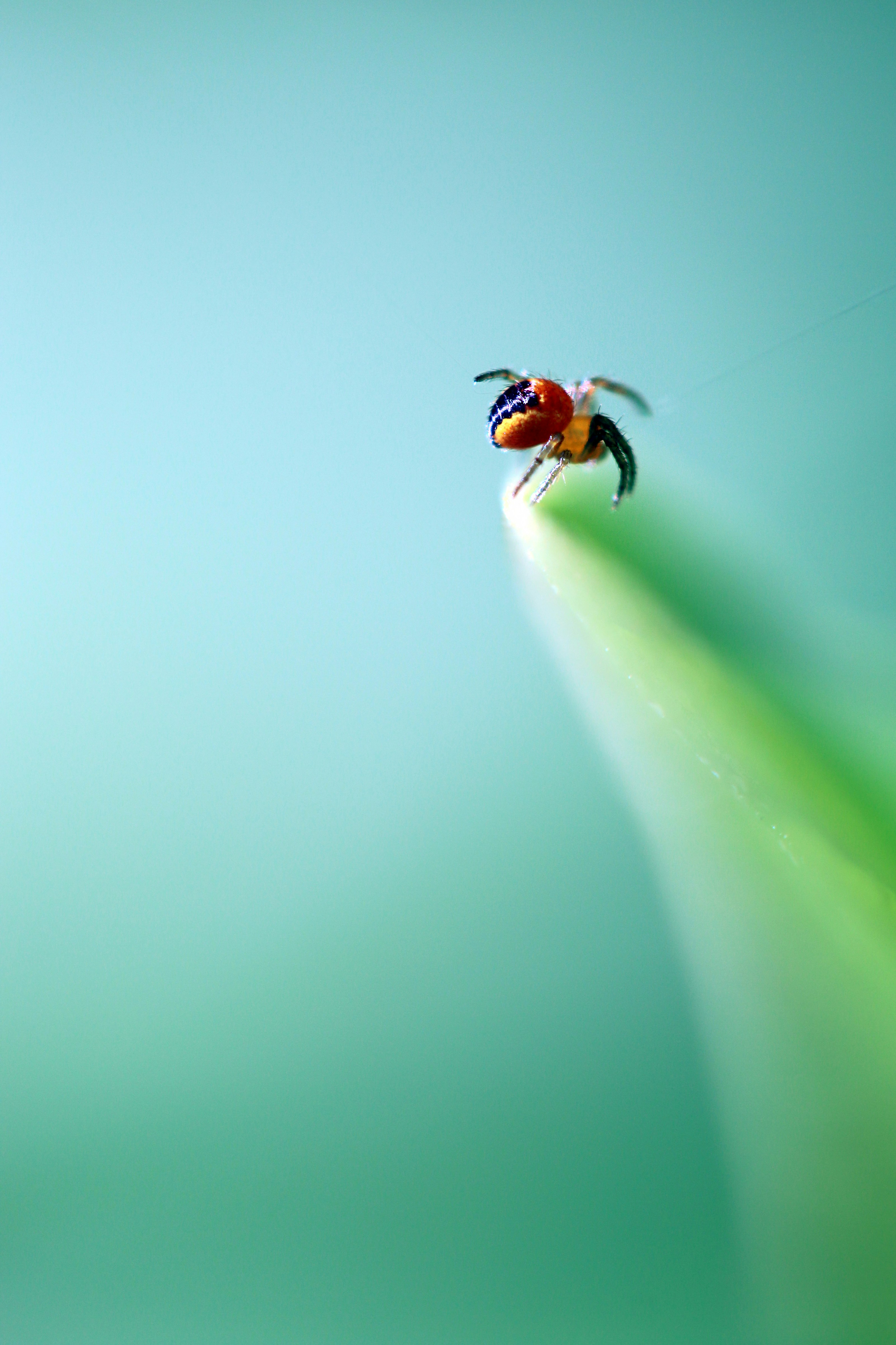 The director of "Wildcat" will make a remake of the horror film "Fear of Spiders"