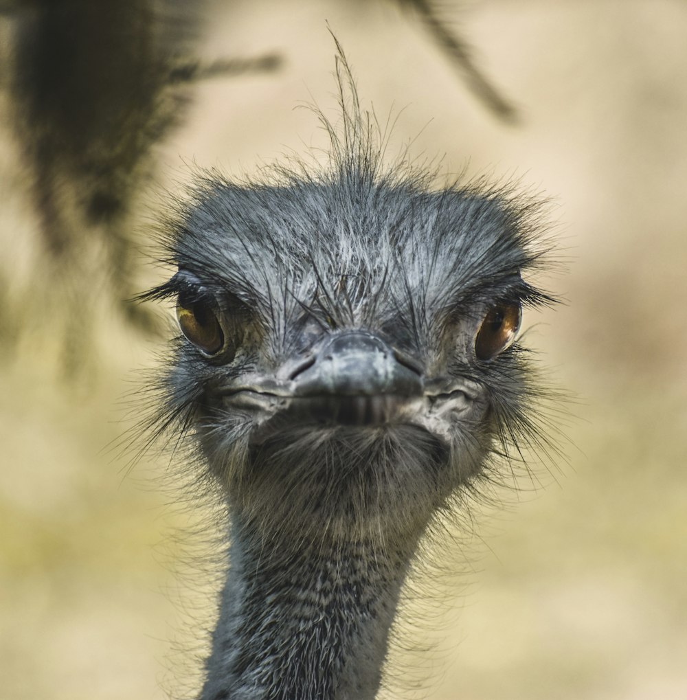 black ostrich head in close up photography during daytime