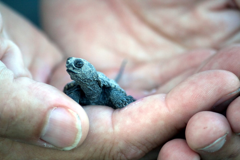 black and brown frog on persons hand