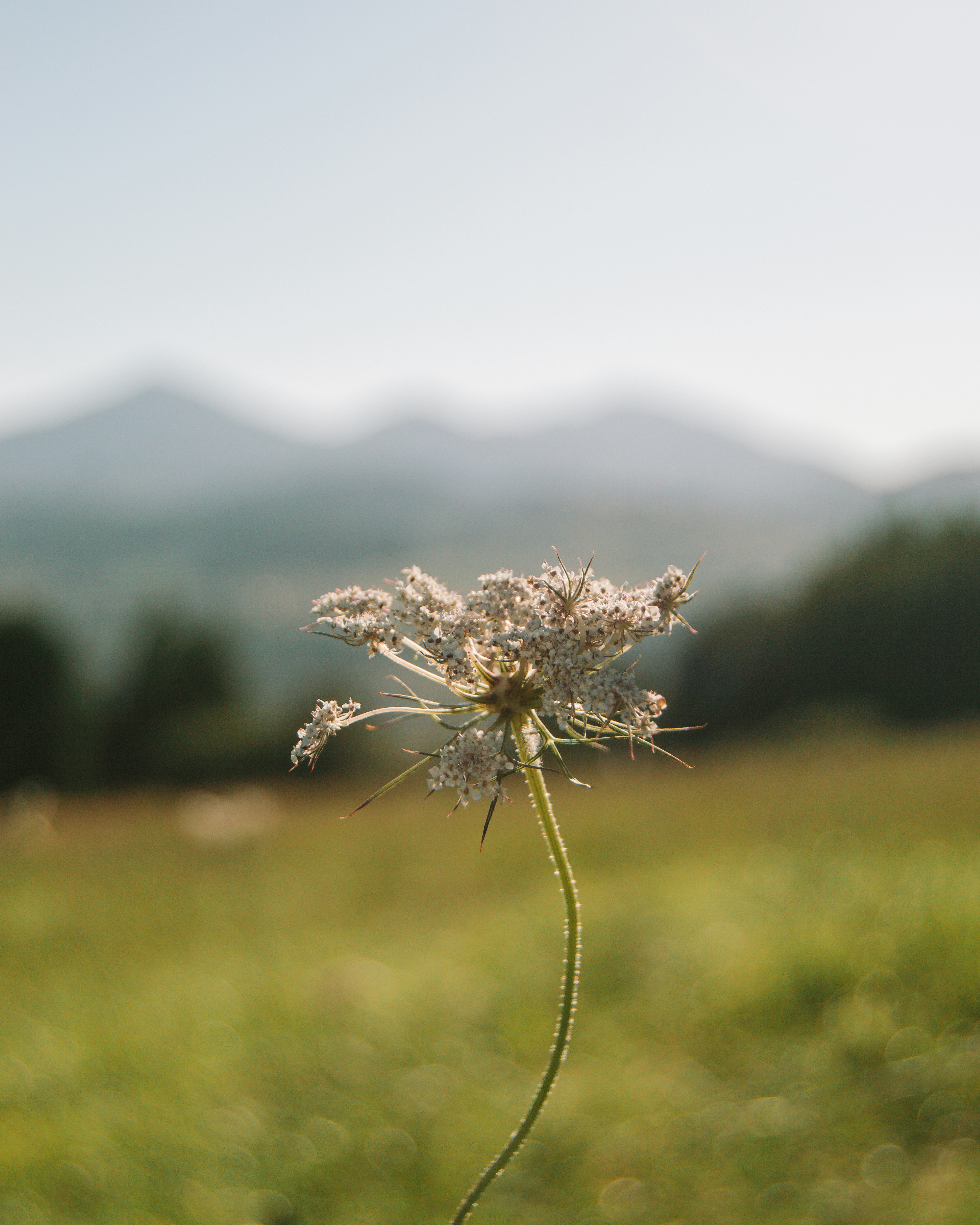 white flower in green grass field during daytime