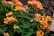A cluster of vibrant orange and yellow lantana flowers surrounded by lush green leaves. The flowers display a mix of yellow and orange hues with small, densely packed petals forming rounded clusters. The scene is set in a natural outdoor garden environment.
