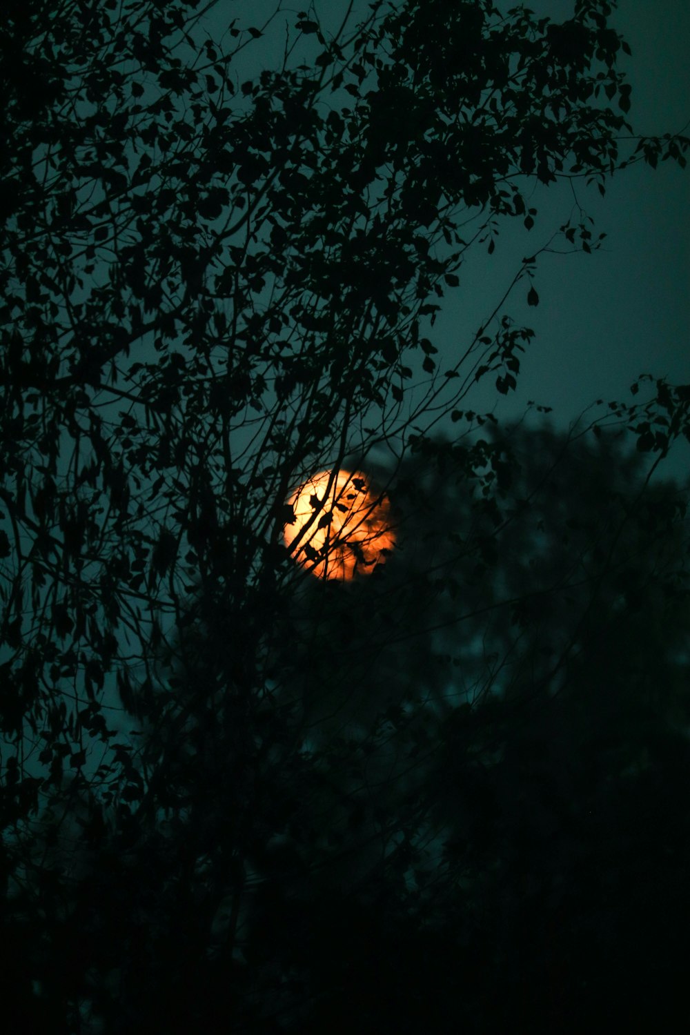 green leaves with orange light