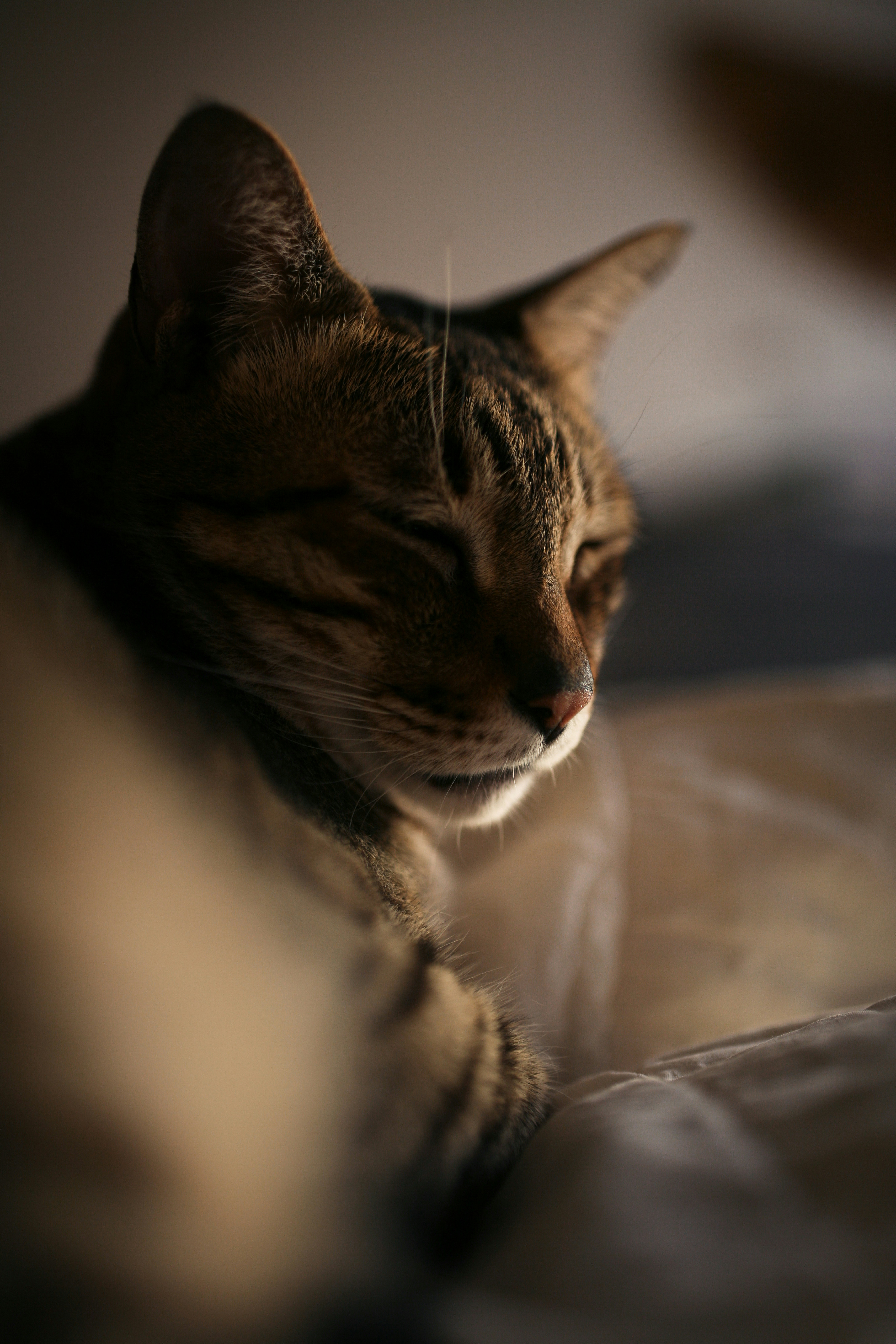 brown tabby cat on white textile