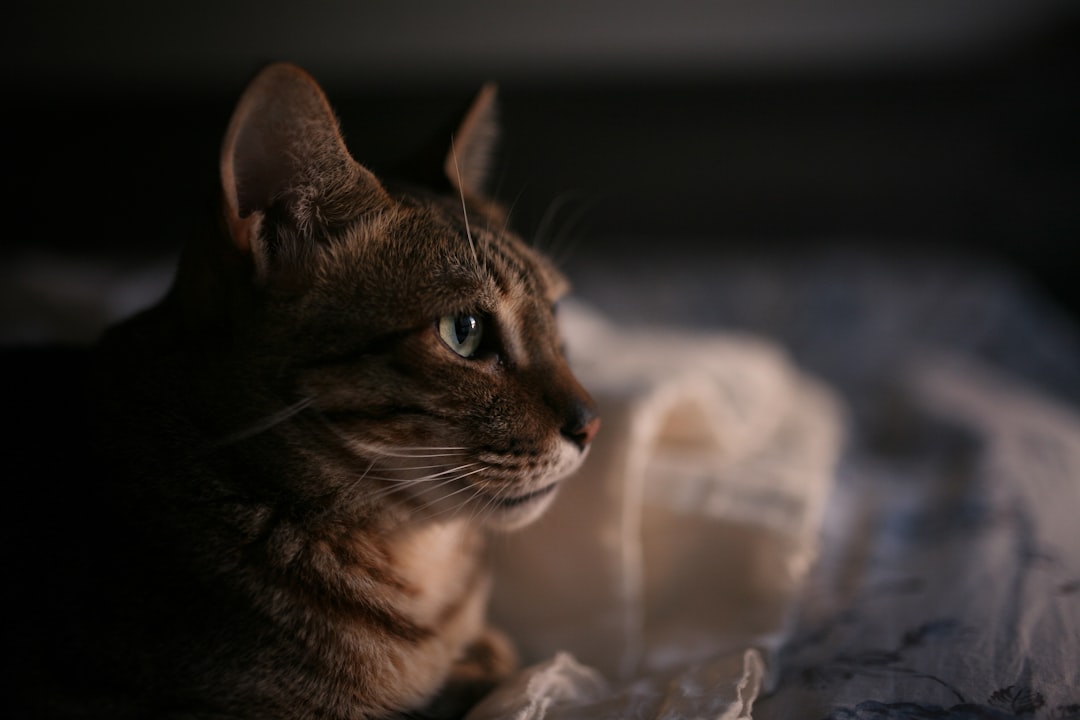 brown tabby cat on white textile