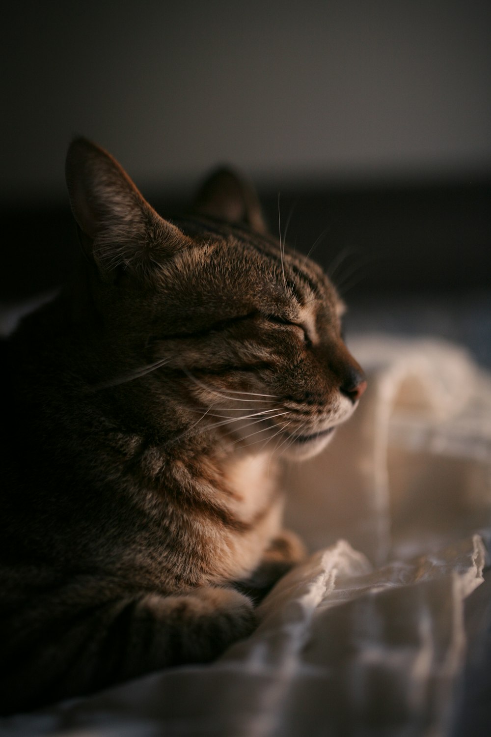 brown tabby cat on white textile