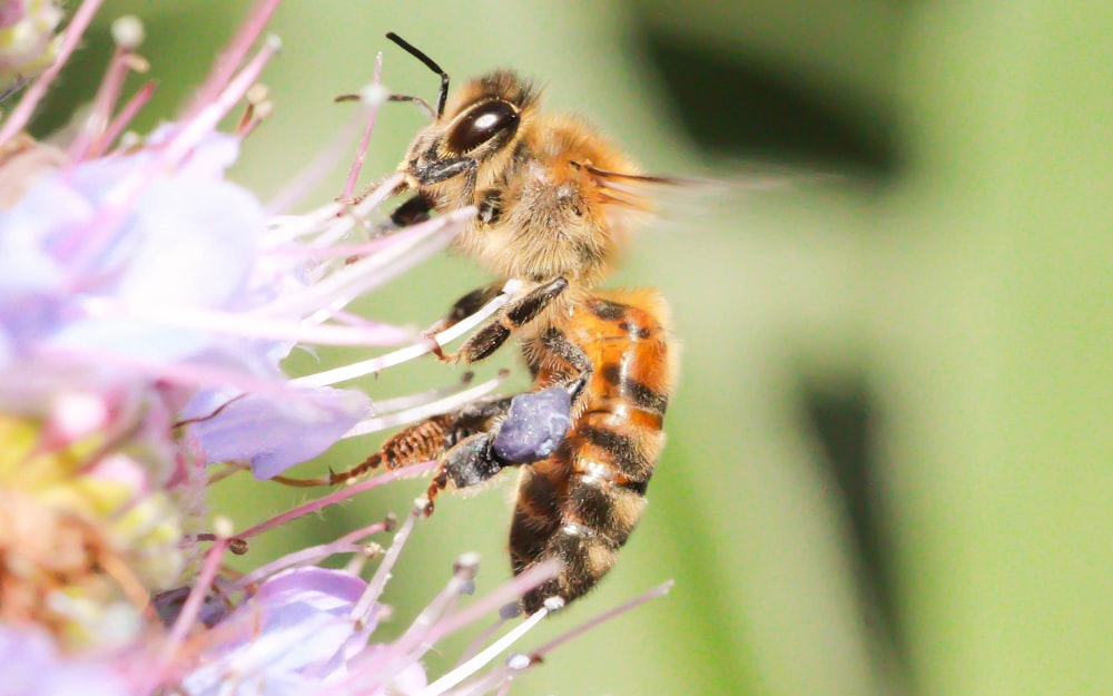 brown and black bee on purple flower